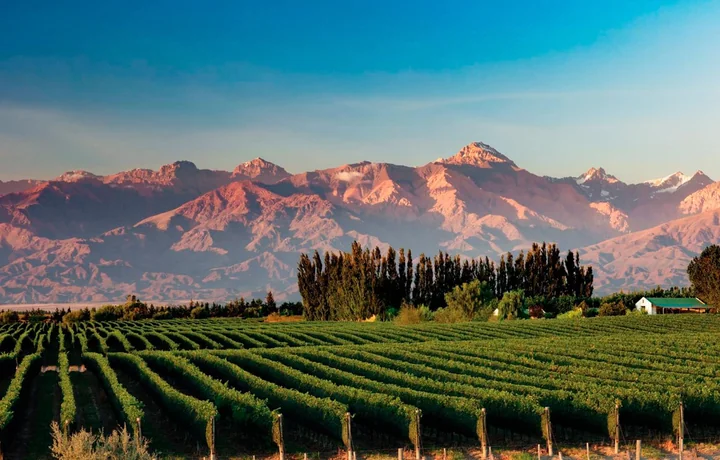 Viñedos al pie de la Cordillera de los Andes, Mendoza